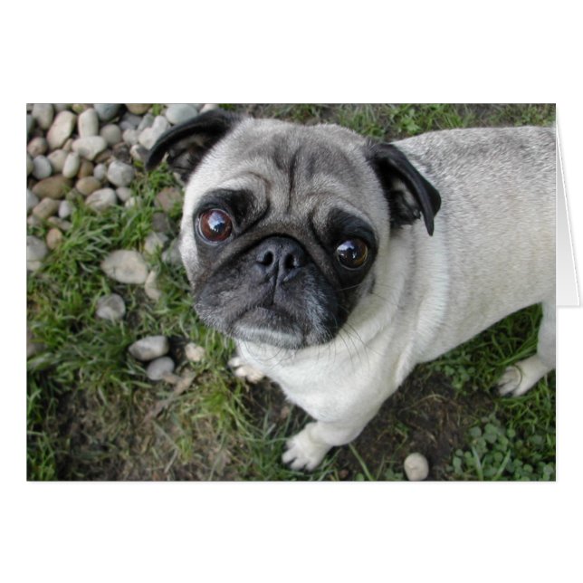 Pug Småsten Card Hälsningskort (Framsidan Horizontal)