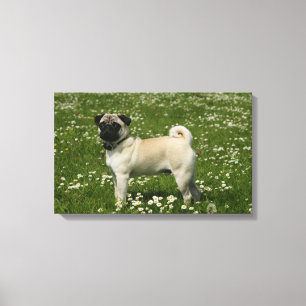 Pug som spelas i blommor canvastryck