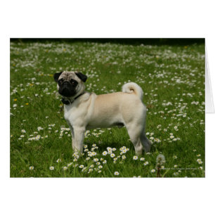 Pug som spelas i blommor hälsningskort