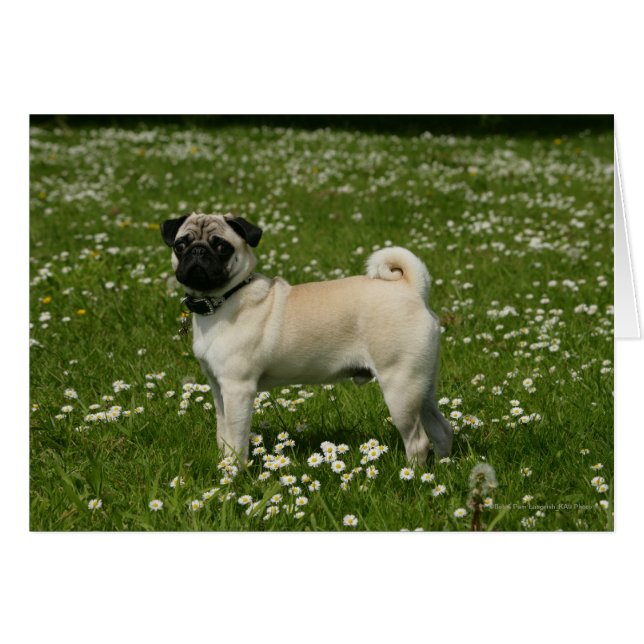 Pug som spelas i blommor hälsningskort (Framsidan Horizontal)