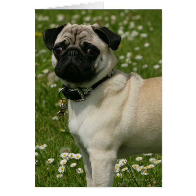 Pug som spelas i blommor hälsningskort (Framsidan)
