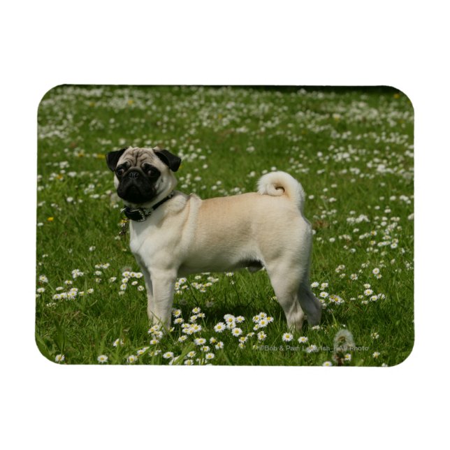 Pug som spelas i blommor magnet (Horisontell)