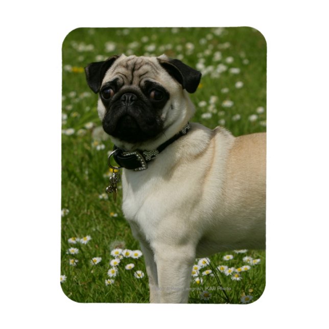 Pug som spelas i blommor magnet (Vertikal)