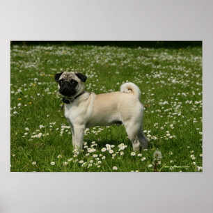Pug som spelas i blommor poster