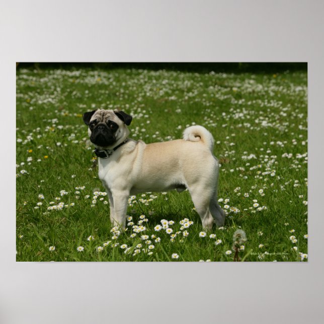Pug som spelas i blommor poster (Framsidan)
