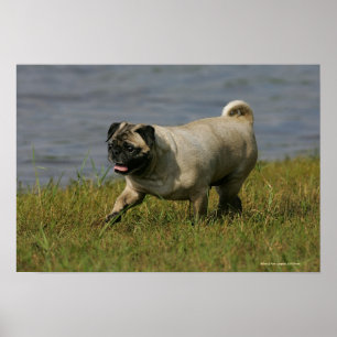 Pug som spelas nära Vatten Poster