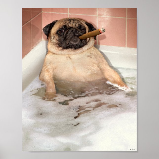 Pug som tar Bubble Bath Poster (Framsidan)