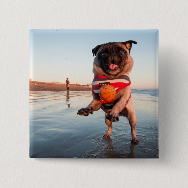 Pug Spela upp Boll på Beach Knapp (Framsida)