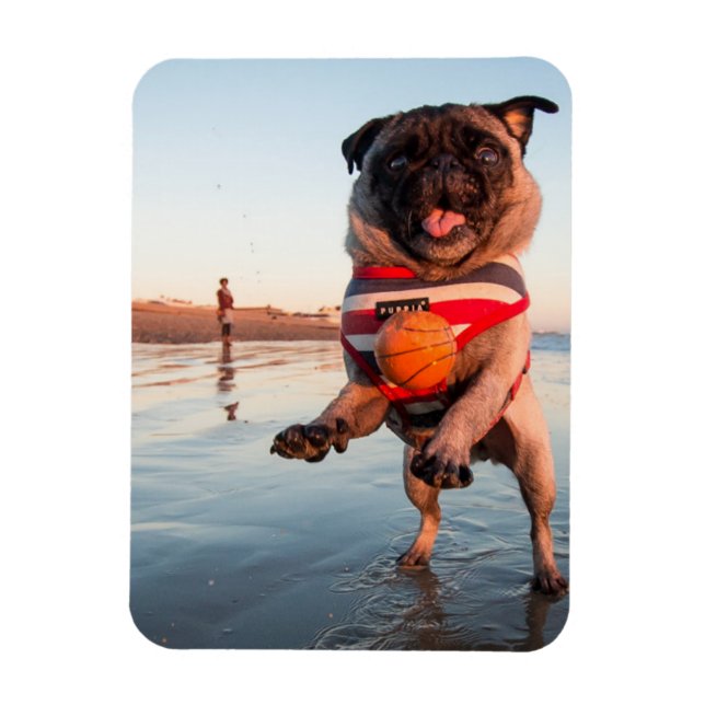 Pug Spela upp Boll på Beach Magnet (Vertikal)