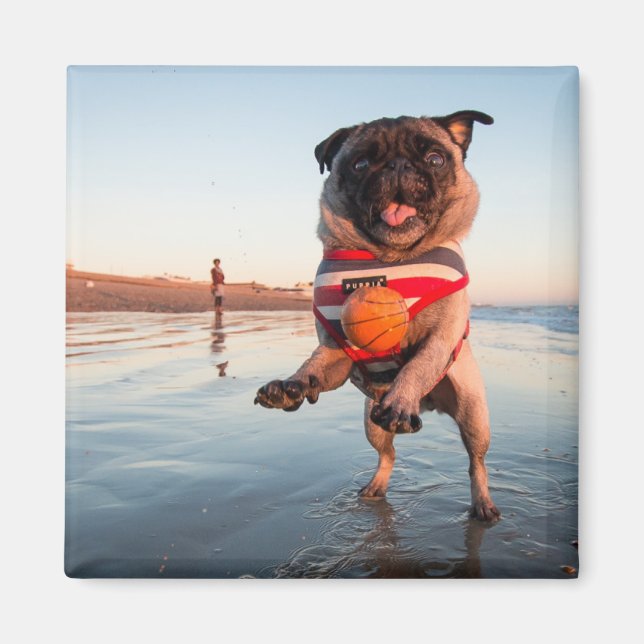 Pug Spela upp Boll på Beach Magnet (Framsidan)