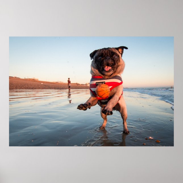 Pug Spela upp Boll på Beach Poster (Framsidan)