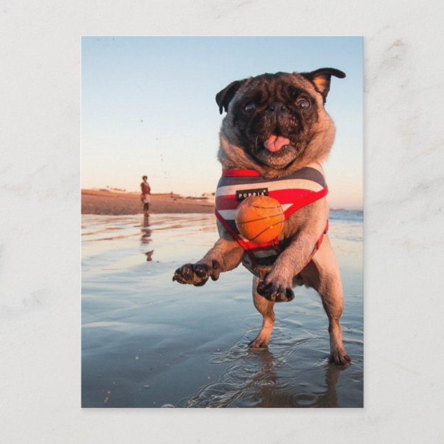 Pug Spela upp Boll på Beach Vykort (Framsida)