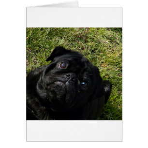 pug svart hälsningskort