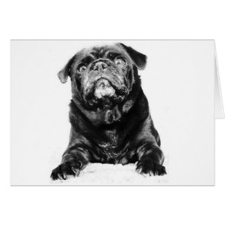 Pug - Svart PUG-svartvitt Hälsningskort