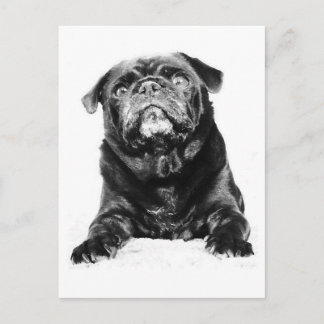 Pug - Svart PUG-svartvitt Vykort
