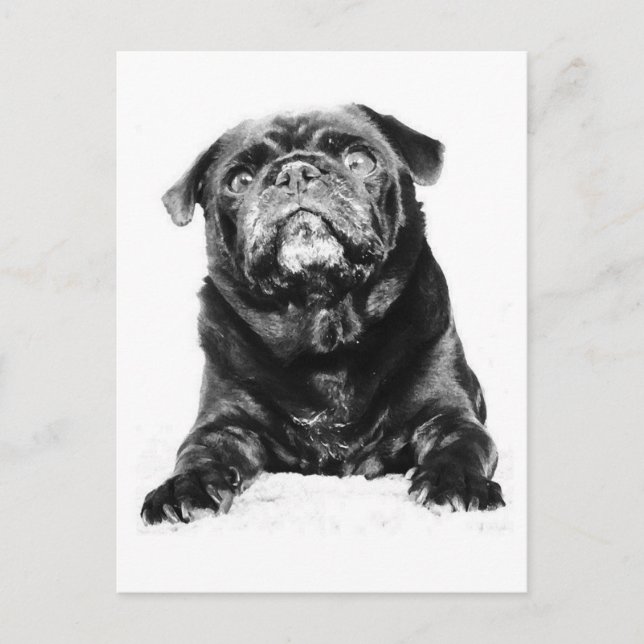 Pug - Svart PUG-svartvitt Vykort (Framsida)