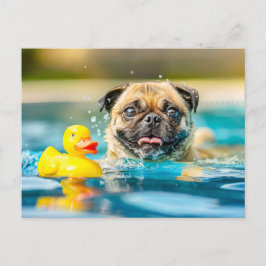 Pug Swimming with Rubber Duck in Pool Vykort