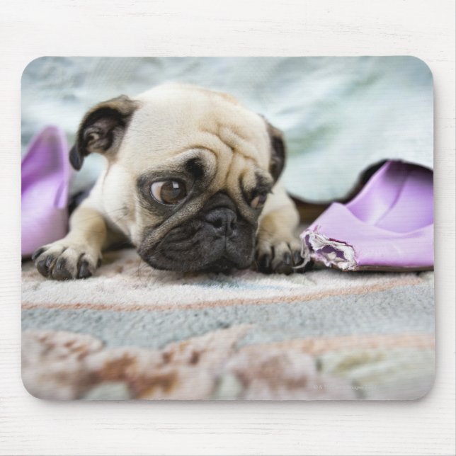Pug tittar oskyldig efter att ha tuggat tåget av musmatta (Framsidan)