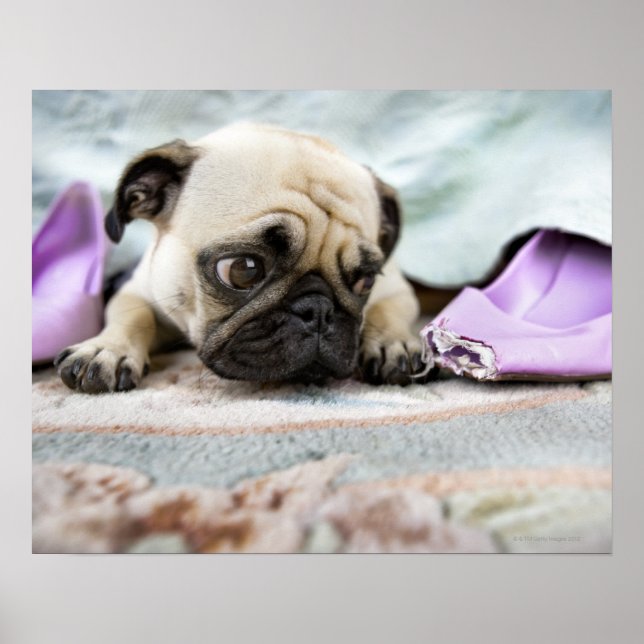 Pug tittar oskyldig poster (Framsidan)