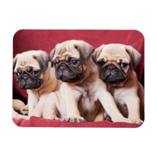 Pug Triples Magnet