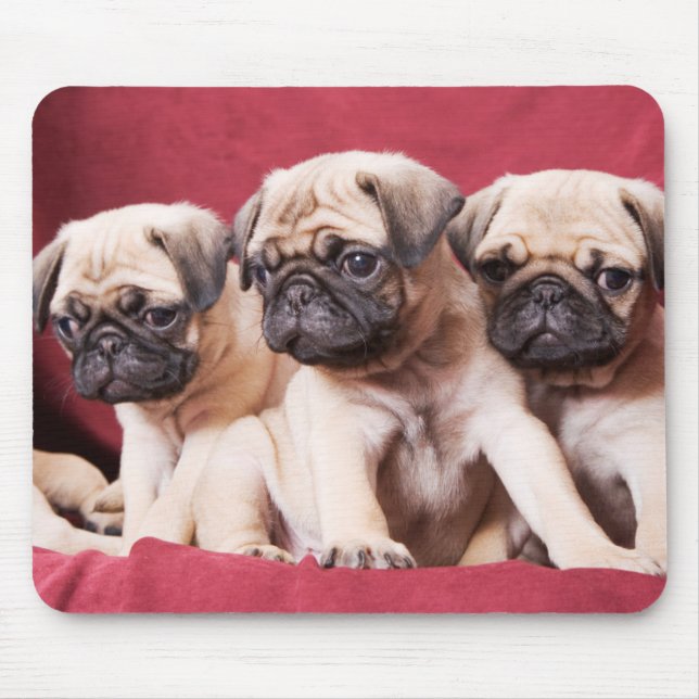Pug Triples Musmatta (Framsidan)