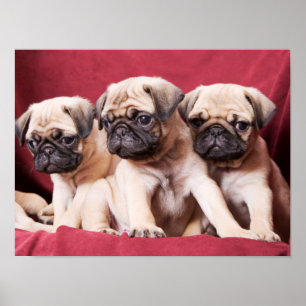 Pug Triples Poster