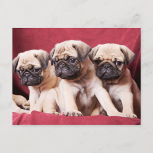 Pug Triples Vykort