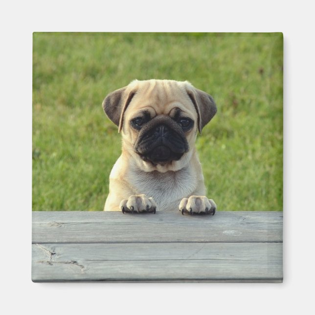 Pug Valp Magnet (Framsidan)