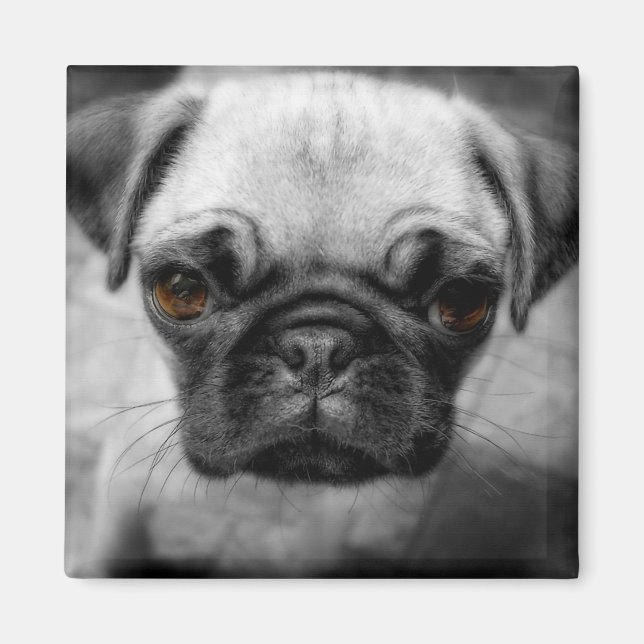 Pug valp magnet (Framsidan)