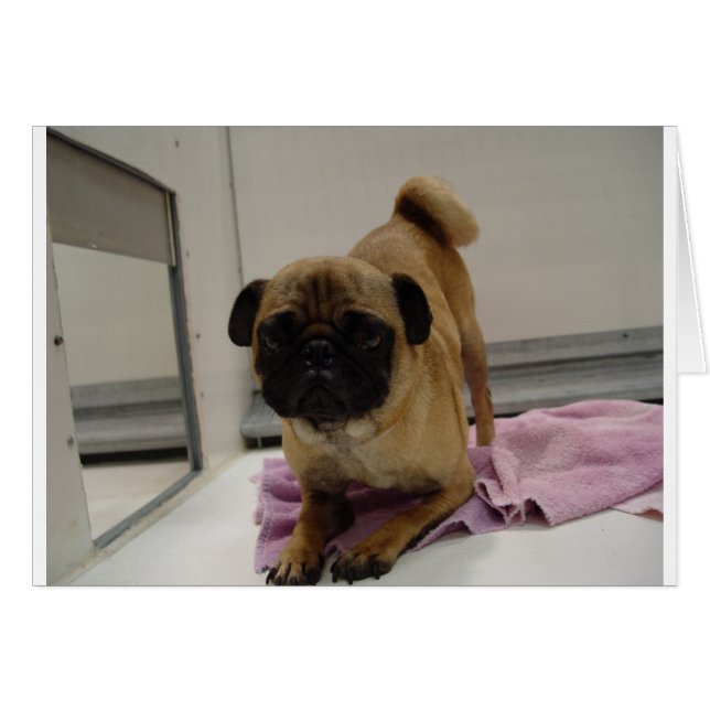 pug-valp.png hälsningskort (Framsidan Horizontal)