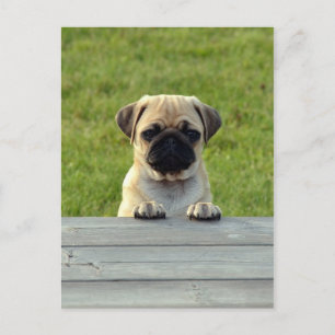 Pug Valp Vykort