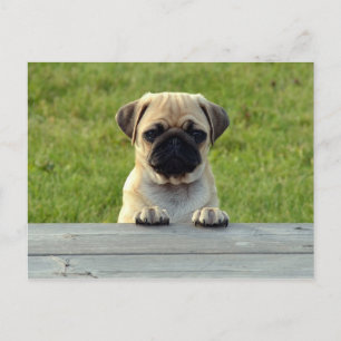 Pug Valp Vykort