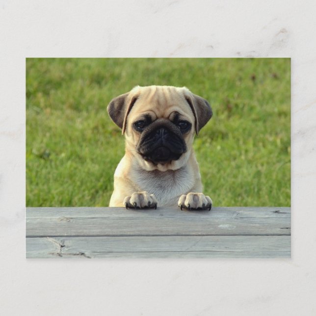 Pug Valp Vykort (Framsida)