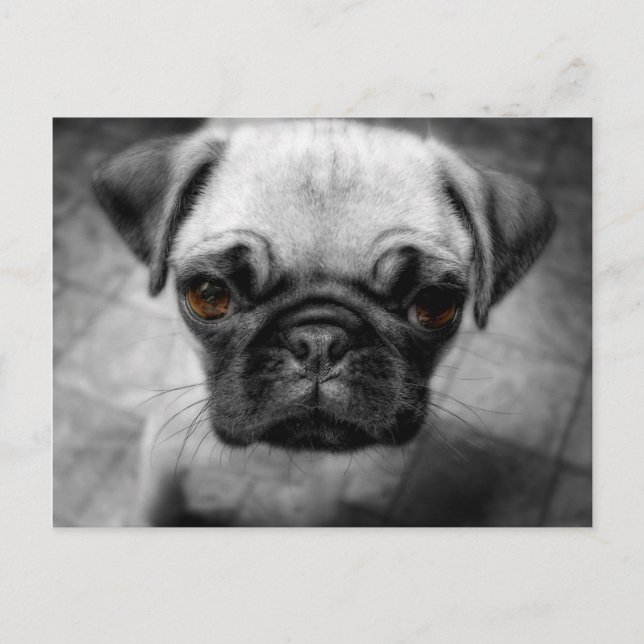 Pug Valp Vykort (Framsida)