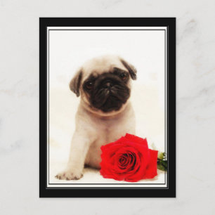 Pug-valp-vykort Vykort