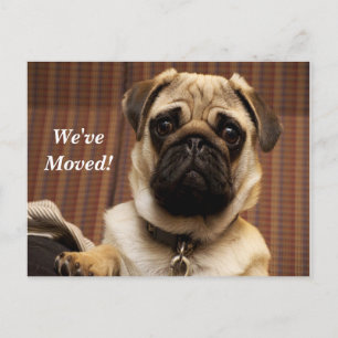 Pug Vi Har Flyttat Ny Adress Vykort