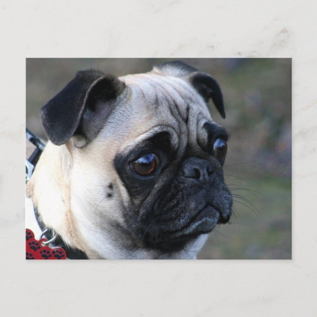 Pug vycard vykort (Framsida)