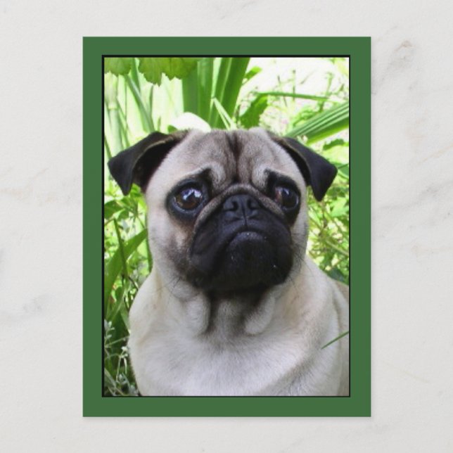 Pug vycard vykort (Framsida)
