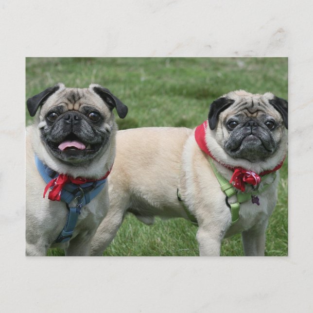 Pug Vykort (Framsida)