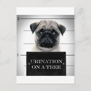 Pug Vykort