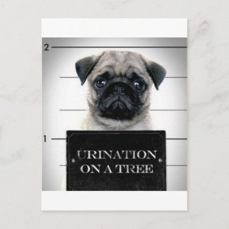 Pug Vykort