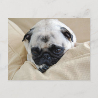 Pug vykort
