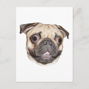 Pug Vykort