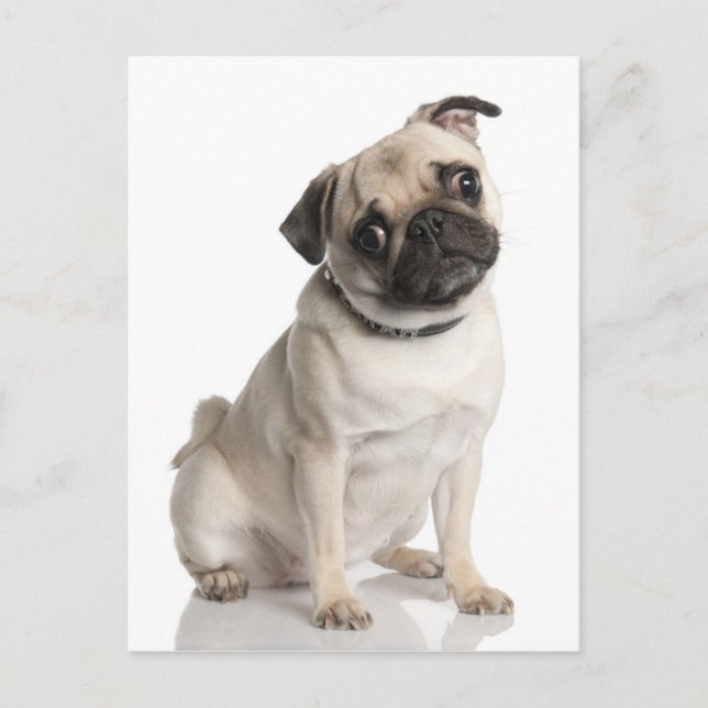 Pug Vykort (Framsida)