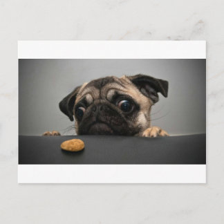 Pug Vykort