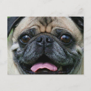 Pug Vykort