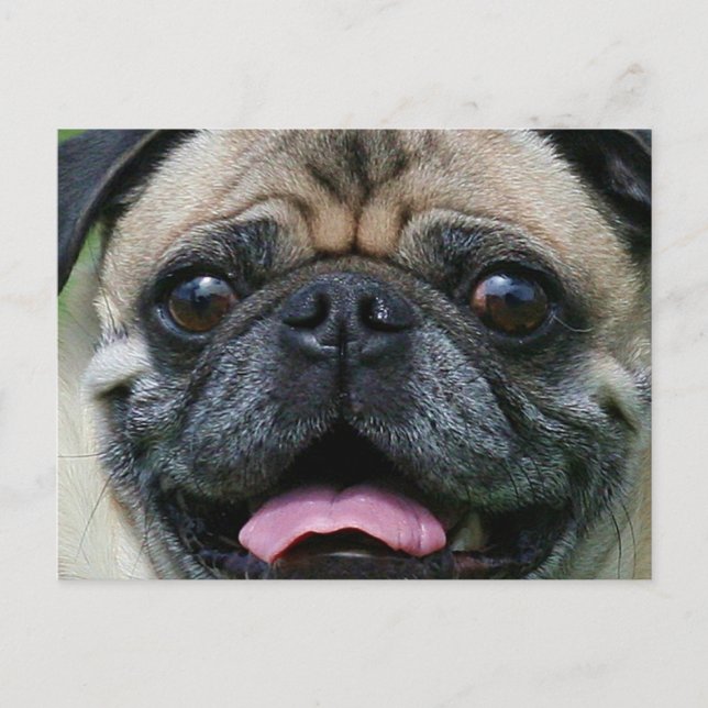 Pug Vykort (Framsida)