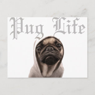 Pug Vykort