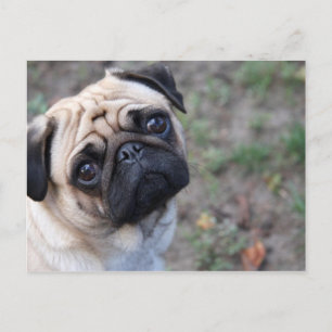 PUG VYKORT