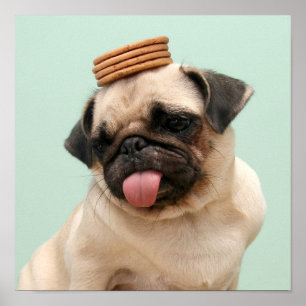 Pug Wants Trets Poster